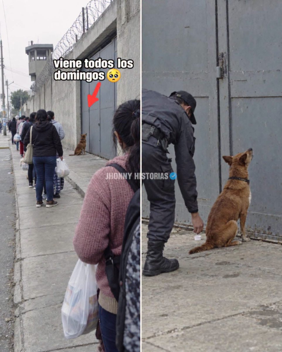 MarkoEscalanteN's tweet photo. Leí esta historia en Face, se las comparto 😩

Todos los domingos a las ocho de la mañana, cuando abren las visitas de la cárcel, hay un perro sentado frente a la puerta. Nadie lo trae.

Se llama Chispa, y es de Fredy, que lleva año y medio adentro. Los primeros meses la mamá de Fredy venía todos los domingos y se traía a la perra, amarrada con un cordón.

La mamá se enfermó en marzo y ya no pudo volver. No le alcanza ni para el pasaje.

Pero el domingo siguiente la perra apareció sola. Atravesó medio barrio, llegó a la misma hora y se sentó en el mismo sitio, frente a la reja.

Las señoras de la fila ya la conocen. No se hace con ellas. Se sienta aparte, derechita, mirando la puerta, y no se mueve hasta que cierran a las tres de la tarde.

Uno de los guardias le pone agua en una tapa. Ella casi nunca la toca, porque no quita los ojos de la reja.

Ese mismo guardia fue el que le contó a Fredy que su perra vino. Dicen que Fredy se quedó callado un rato largo y después se puso a llorar.

A Fredy le faltan cuatro años, y la única visita que le queda es una perra que viene cada domingo y nunca la dejan pasar.

#JhonnyHistorias #PerrosDeBarrio #HistoriasReales #Lealtad #AmorAnimal