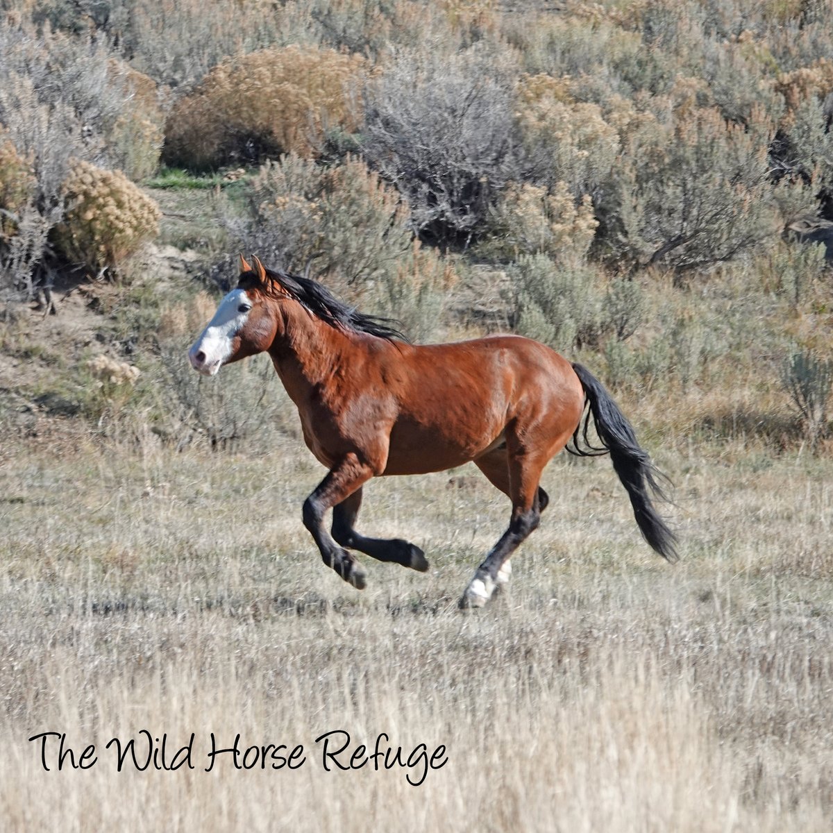 animalsanctuary's tweet photo. Picture Of The Day!
Location: The Wild Horse Refuge, Craig, CO.

Shappa running free inside The Wild Horse Refuge in Craig, Colorado.  Join our mission Today! https://t.co/SmimzmqMMN

#thewildhorserefuge #wildhorsesneedourvoices #WildHorseRefuge #rescuedwildhores #wildhorses https://t.co/hpJxZoJ7hz