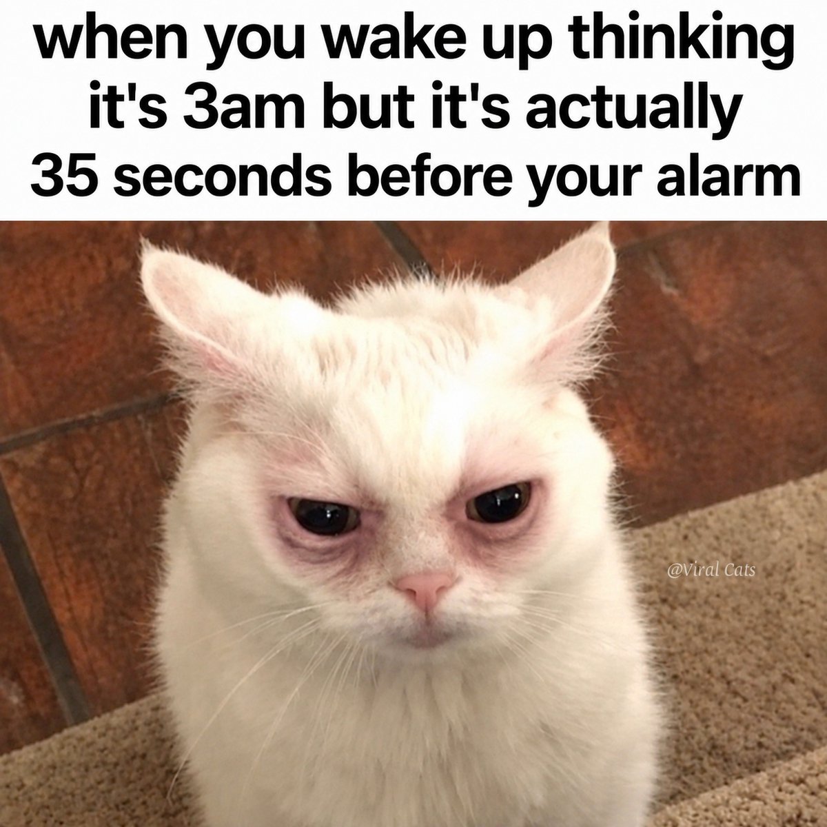 _ViralCats_'s tweet photo. Noooo 😩 https://t.co/2SLbFGEgmf