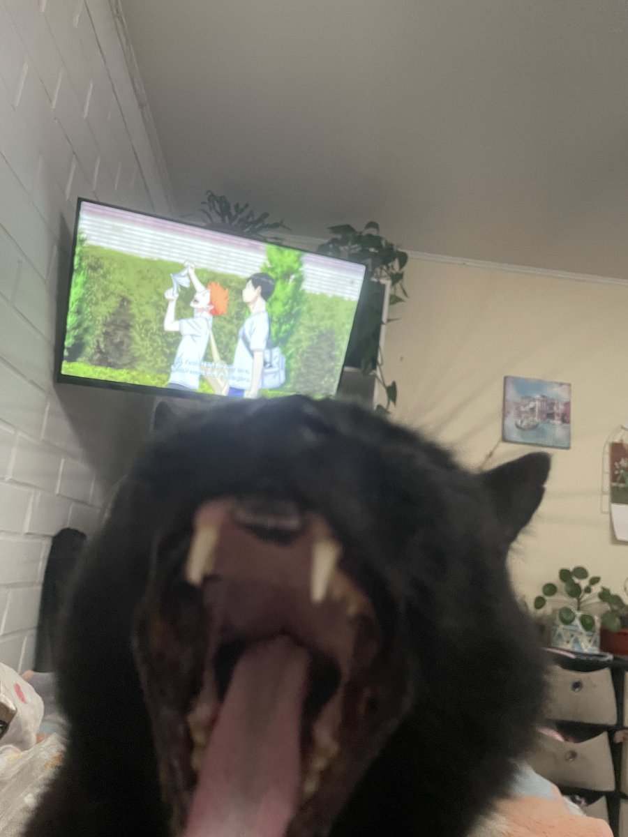 CJM_spring's tweet photo. Quien tiene más fotos de su gato, Yoongi o Yo?
Jjajaa 10 años tiene mi criatura 🥹🖤 https://t.co/qL54v4ceXO