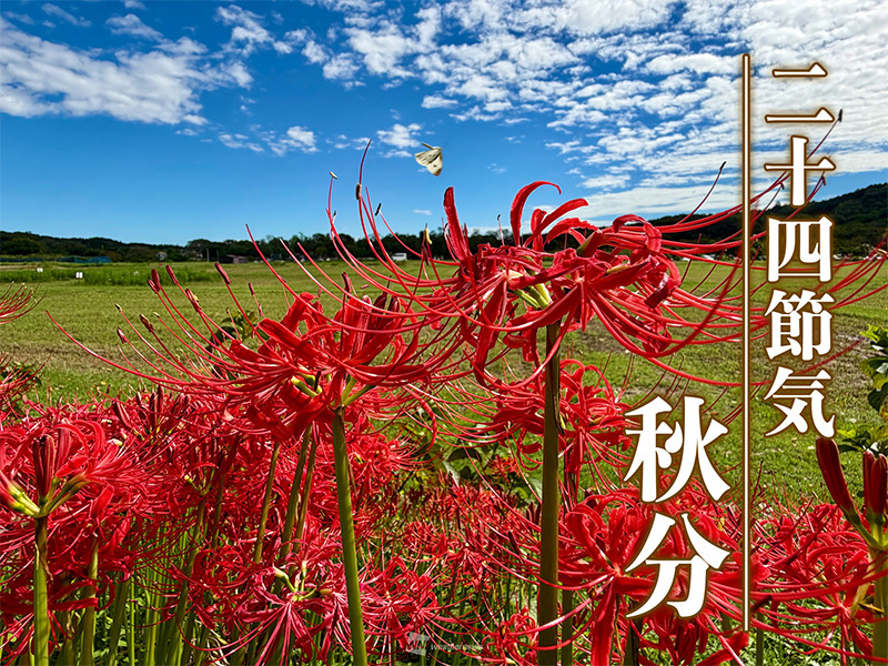 wni_jp's tweet photo. ＜二十四節気「秋分」＞
今日9月23日(水)は「秋分の日」で、国民の祝日の一つです。太陽は真東から出て、真西に沈み、昼と夜の長さはほぼ等しくなります。
彼岸花、秋の夜長、秋風などのキーワードをもとに、この時期について詳しく見ていきましょう。
https://t.co/cmWOltRSBi https://t.co/ULs5KzsG84