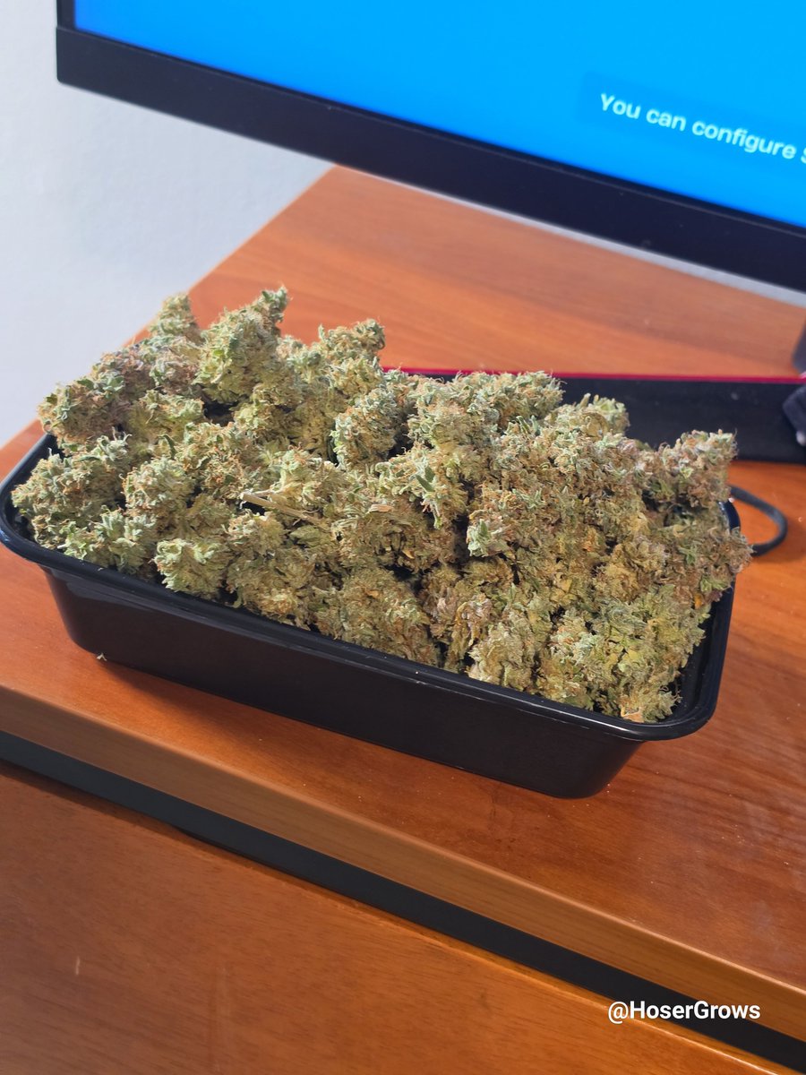 hosergrows's tweet photo. Finally trimmed up Rainbow Guava 5

Ran outta gloves so had to do it bare handed...  oops!  

Hella surprised w the overall weight considering how small she was...

Now time to sit back &amp; enjoy my medicine! 

#HoserGrows @HummusMonk https://t.co/hfOzYzFXuK
