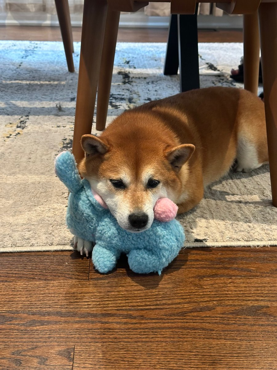 SiroOnChain's tweet photo. Me and my emotional support coworker. 🧸
busy. please do not disturb... https://t.co/xIJ8ozHdyf