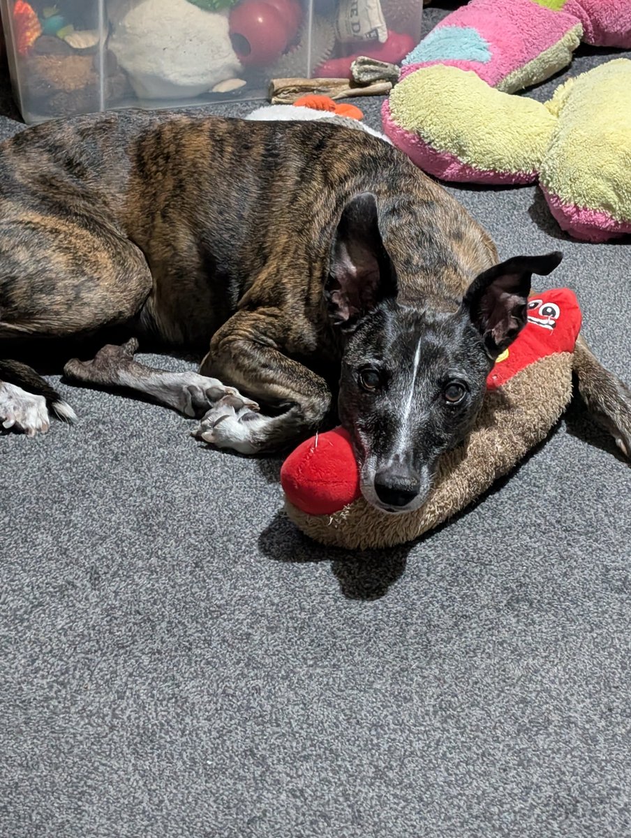 Tiggers_Tails's tweet photo. @LawnMasterNotts 😹😹
#TiggerClubNews
#SBSWinnersHour
#pupdate https://t.co/hrjYIM5wEQ