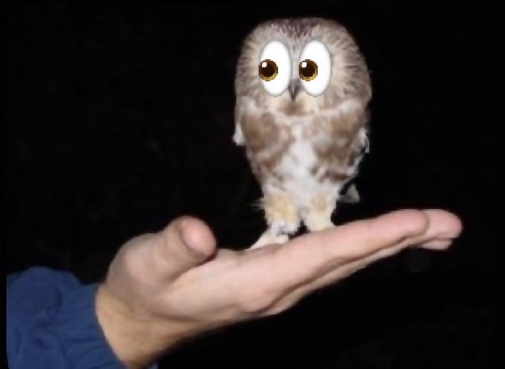 owltwting's tweet photo. 👀 https://t.co/la9s0Pubkq