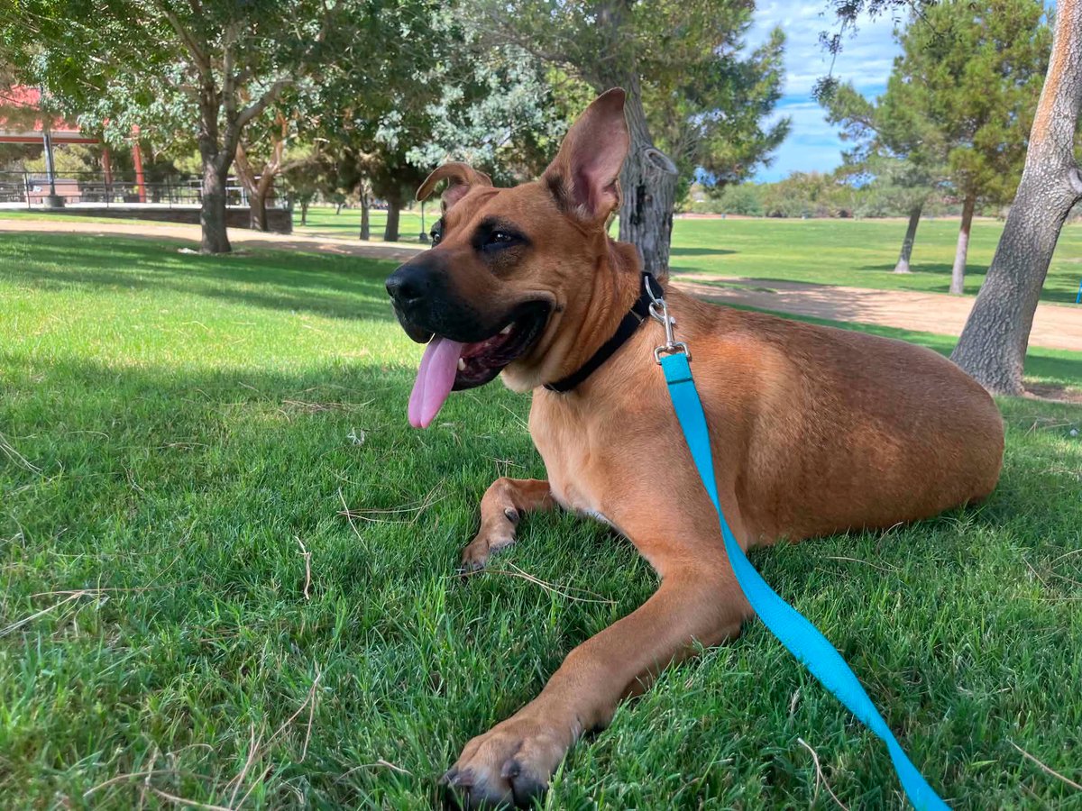 animalfndlv's tweet photo. Imagine how great your days would be if you had this lady to wake up to!

Just look at her! 😍 

6-years-old, 87 lbs

She's potty trained, knows basic commands, LOVES fetch, and is obsessed with the pool.

Learn more: https://t.co/avJJoskcYN

📍655 N Mojave Rd, Las Vegas, Nevada https://t.co/stiTv6Ve8G