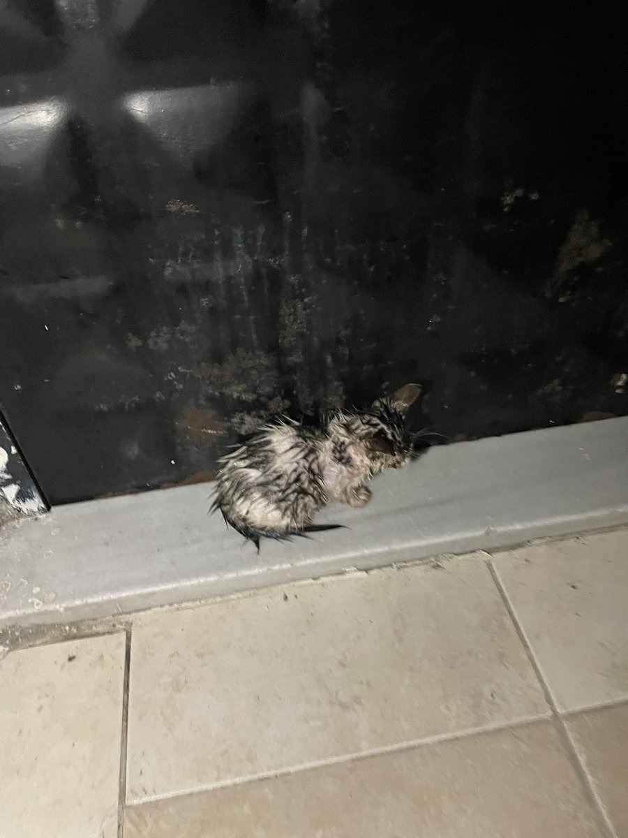 cerezfamilya's tweet photo. Yağmur hızlanınca merak edip yavruların yanına gittik. Kaçamamışlar sırılsıklam olmuşlar. Sadece dört yavruyu bulabildik umarım diğerleri korunaklı bi yere saklanabilmiştir. Lütfen evinizin kapılarını onlar için aralayın sıcak bir yuvaya çok ihtiyaçları var🙏
İSTANBUL https://t.co/8d5yH0CcY5