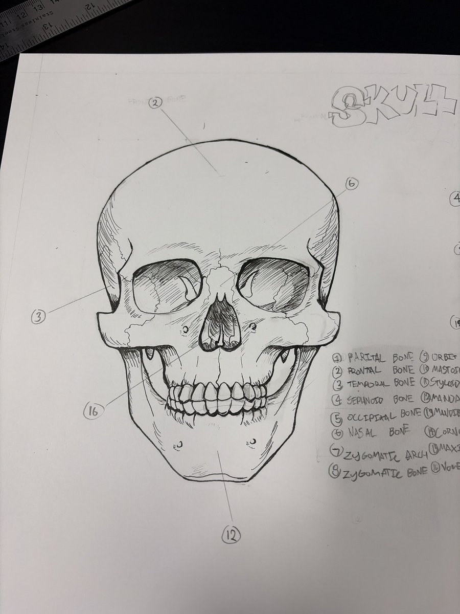 benllammert's tweet photo. Do we like these skulls i did for my art project. 👀 💀 #skullemoji #buuuuurp #sorry https://t.co/aMD3glFXz6
