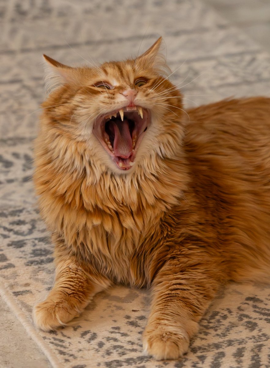 AJamesMcCarthy's tweet photo. Look at this scary monster I let into my house https://t.co/v0SQknWdt4