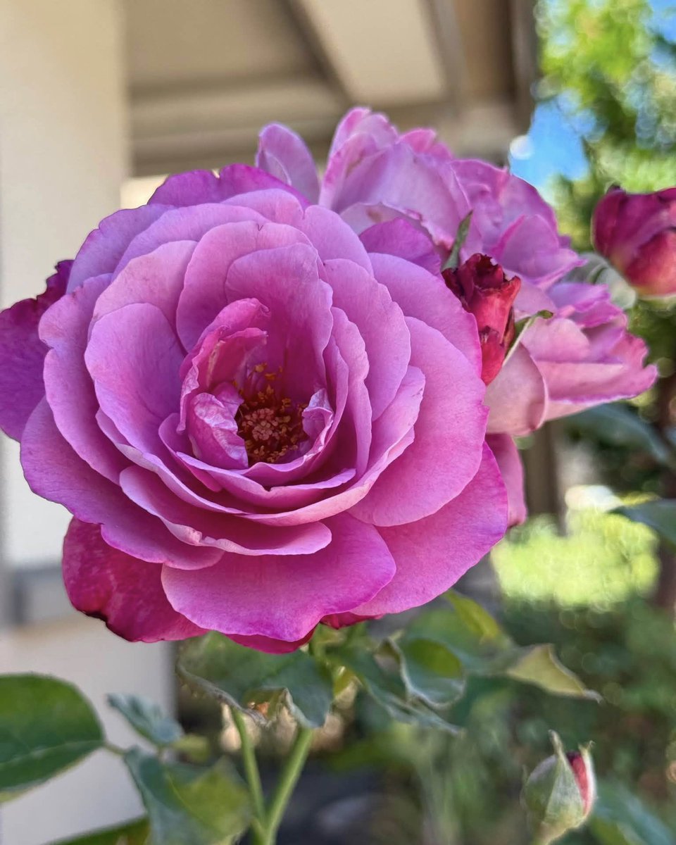 JeneKappelyv's tweet photo. Velvet layers up close, and a soft pink dream from afar. You can never have too many photos of a rose. https://t.co/0nbet1rFik