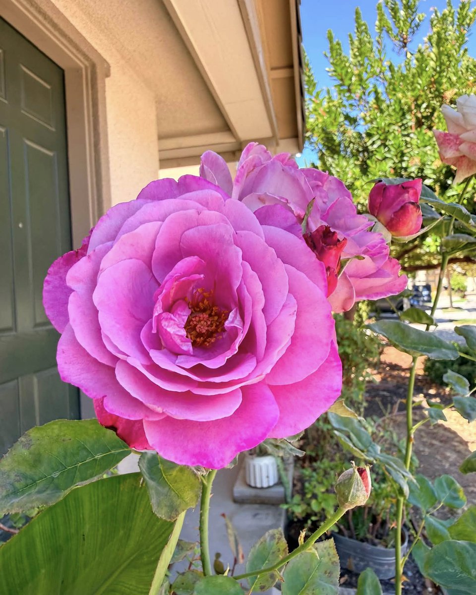 JeneKappelyv's tweet photo. Velvet layers up close, and a soft pink dream from afar. You can never have too many photos of a rose. https://t.co/0nbet1rFik