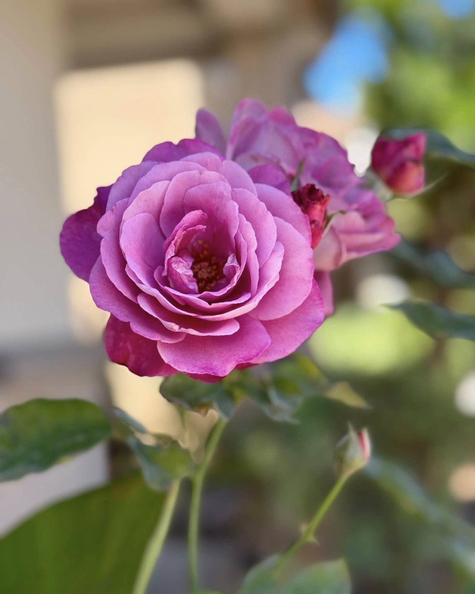JeneKappelyv's tweet photo. Velvet layers up close, and a soft pink dream from afar. You can never have too many photos of a rose. https://t.co/0nbet1rFik