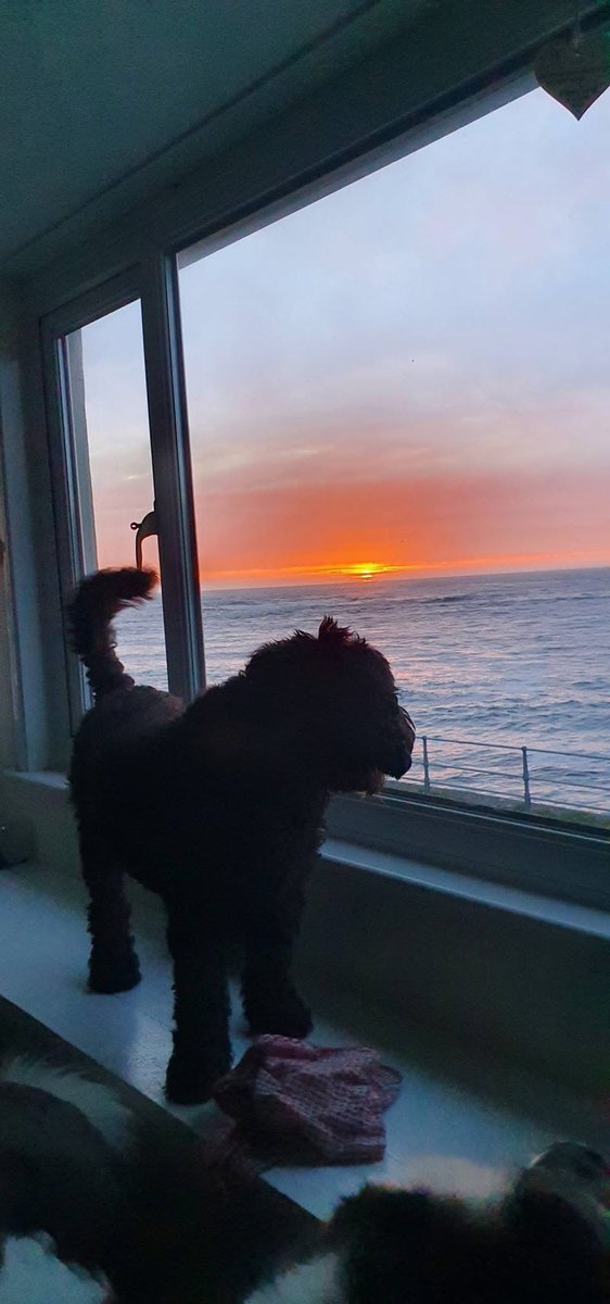 94cherrystyles's tweet photo. goodnight beautiful boy I’m so heartbroken:( the best doggy https://t.co/wvNAjQunEg