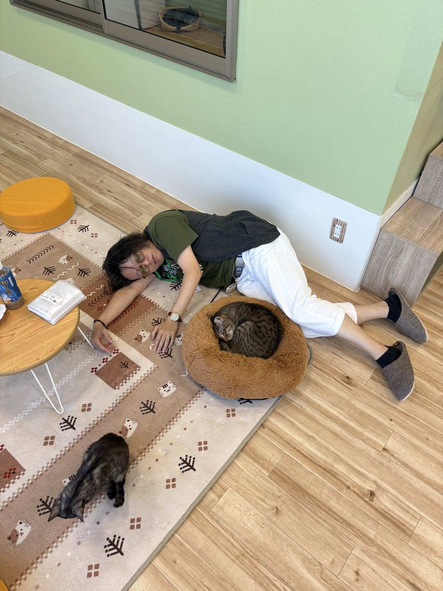 gurasansansan's tweet photo. #猫カフェ
#にゃんずハウス
疲れからヤムチャのように倒れる🤣 https://t.co/bSJW3nem8q