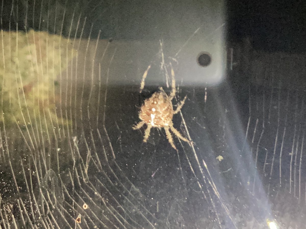 RealTimVine's tweet photo. What type of spider is this please? https://t.co/nwWFA7e3HS