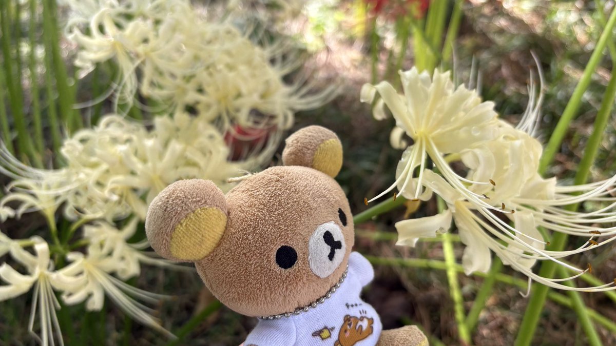Hikari565656's tweet photo. 連休のひとコマ🧸 https://t.co/FEqUux981I