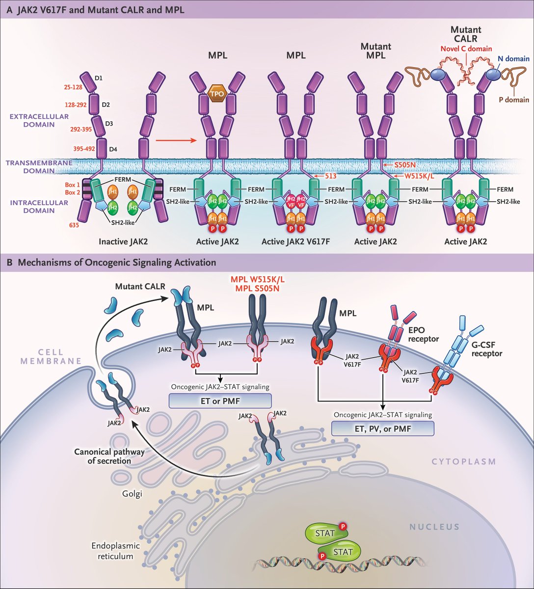 mtmdphd's tweet photo. Myeloproliferative Neoplasms {Review} [Aug 19, 2026] Plo &amp; Vainchenker @NEJM https://t.co/hH8zukwXbK #mpnsm #PrecisionMedicine #hemepath https://t.co/4OcjWKVR2F