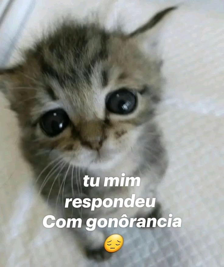 acervobichinho's tweet photo. https://t.co/rCRDlebnzo