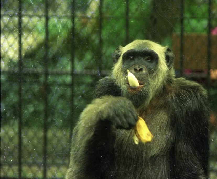 _abstencionista's tweet photo. 🧵Você conhece o Candidato Macaco Tião? https://t.co/Vp0h0iRLEE