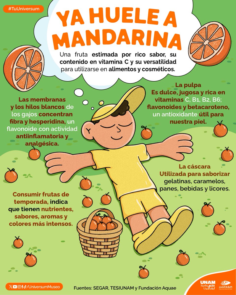 UniversumMuseo's tweet photo. Nos encantan las mandarinas. 🍊😋🧡
Te contamos unos datos sobre ellas. 👇
#TuUniversum https://t.co/ilq2gtLZmL