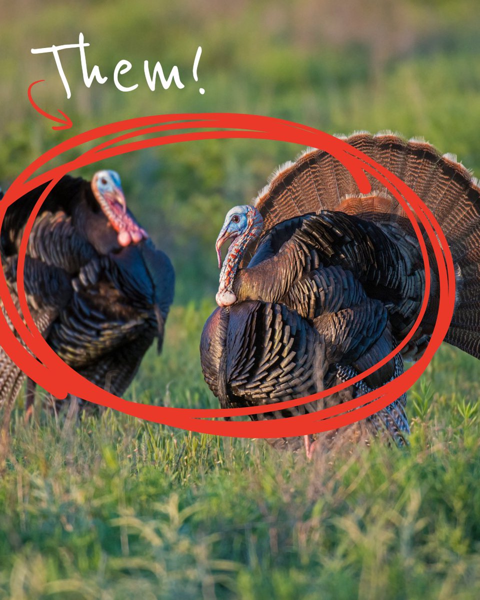 PyramydAIR's tweet photo. They didn't want us to tell you, but we thought you should know...🤐

Yes, they want you to STOP HUNTING! 
(But we want you to hunt even more) 👉 https://t.co/zk4aTl2fGP https://t.co/q2QF1cZSgT