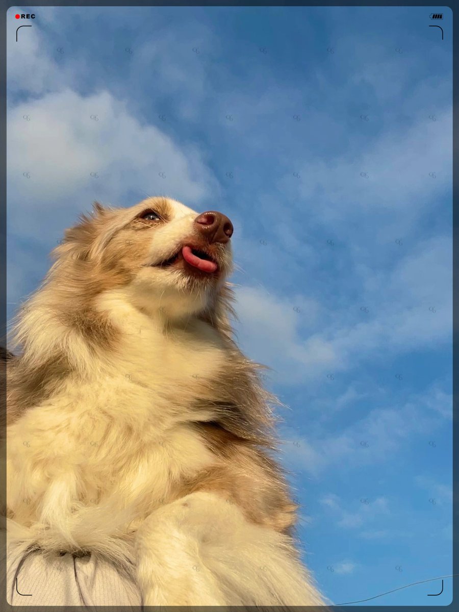 kjkawn123's tweet photo. My little furball is 6 months old today—from wobbly new buddy to zooming ball of chaos and cuddles, every day with this guy’s pure joy makes my heart full.  #PetGrowth #DogMom https://t.co/BU3sGSNClP