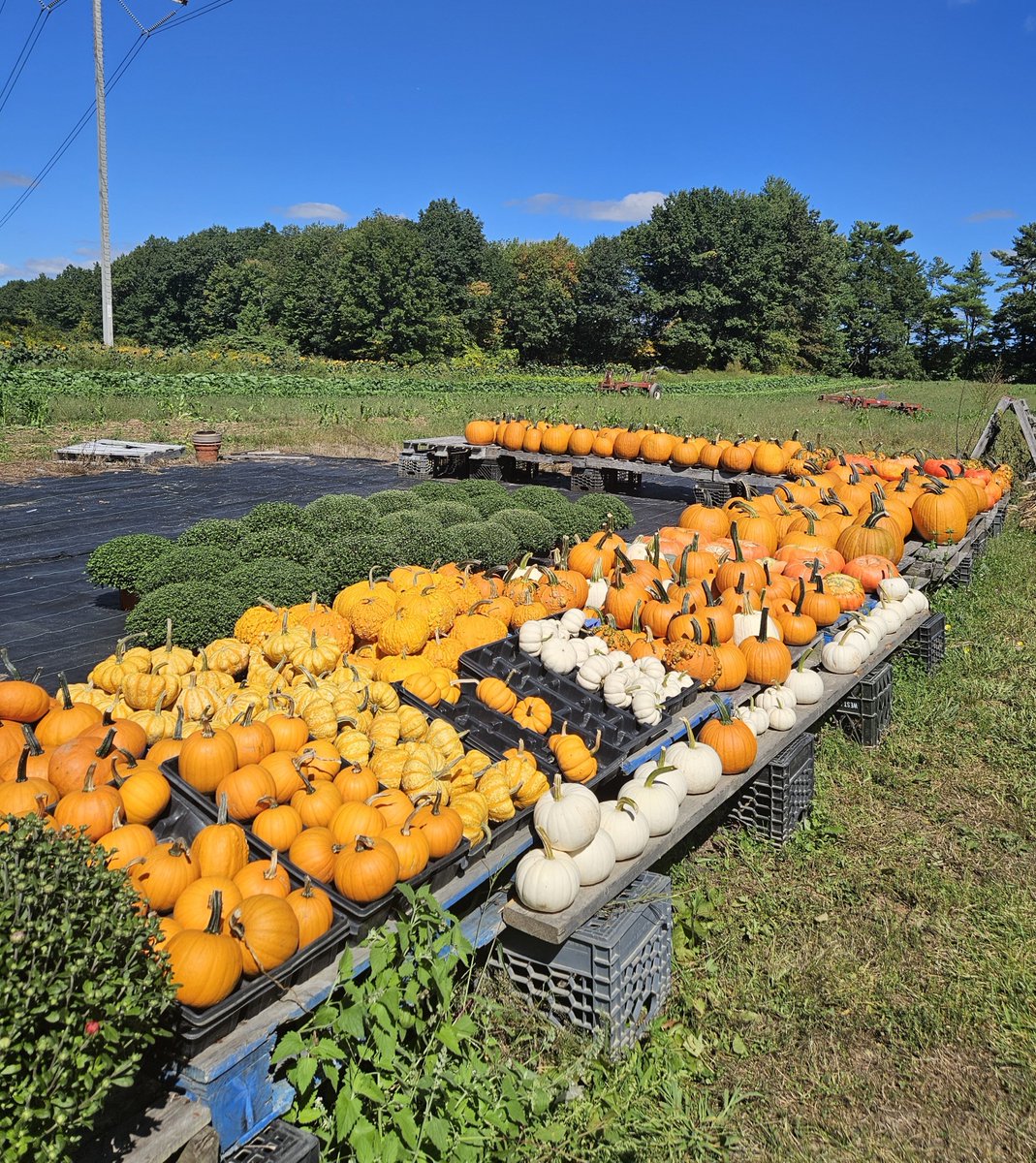 GerryHaas's tweet photo. Happy first day of  Fall. 🎃 @ShiriSpear @CatherineNews https://t.co/wKueecsXb7