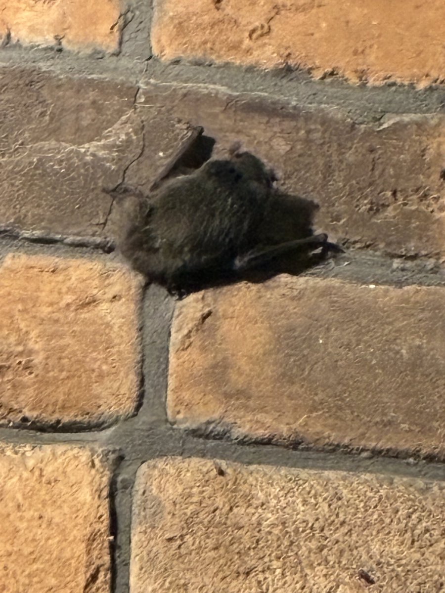 pipiko0830's tweet photo. 最近玄関ドアを出たところに黒い粒が落ちてることが何度かあって、ハテナ❓だったんだけど…
犯人はお前かー😓

ちっちゃくて可愛いっちゃ可愛いけど、感染とか怖いから忌避せにゃ😮‍💨 https://t.co/2airJ1AjYt