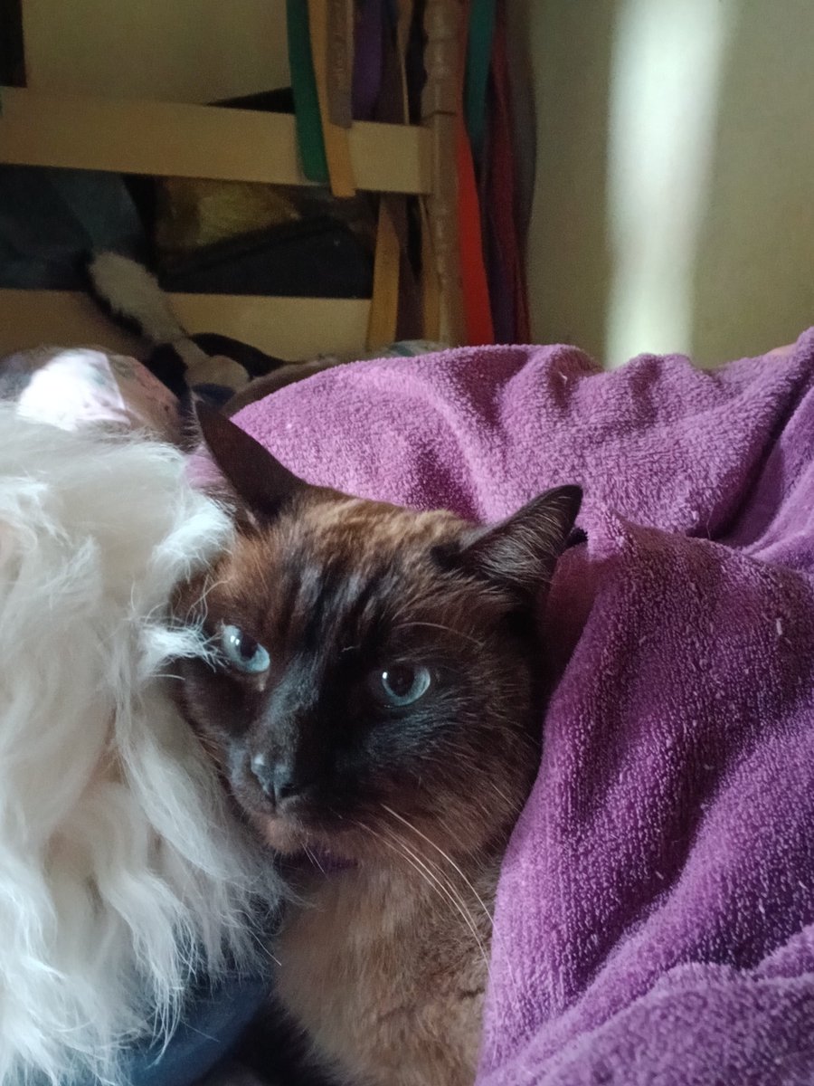 _nanoca's tweet photo. meu gato é o mais lindo do mundo https://t.co/6CPZ1y0vjo