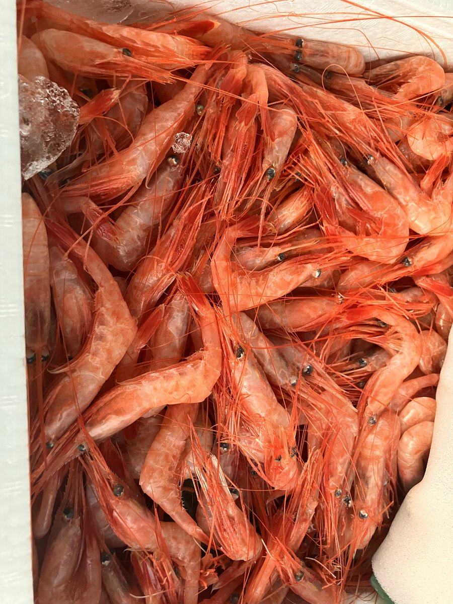 Osashimi0705's tweet photo. おはようございます
朝取れ南蛮えび（甘エビ）
生ほたて24P荷受け・仲卸様有り難う
関東に出荷有りますから市場へ https://t.co/oCs3bNNpEO