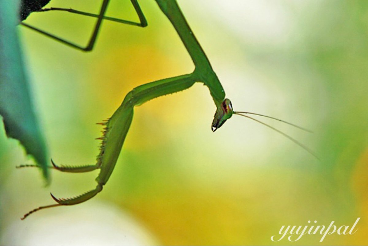 yujinpal67's tweet photo. カマキリ
獲物を捕らえる鋭い前脚(鎌)
今の時期、草むら等でよく見かけます
Let's do our best today! https://t.co/UqPXekjNDA