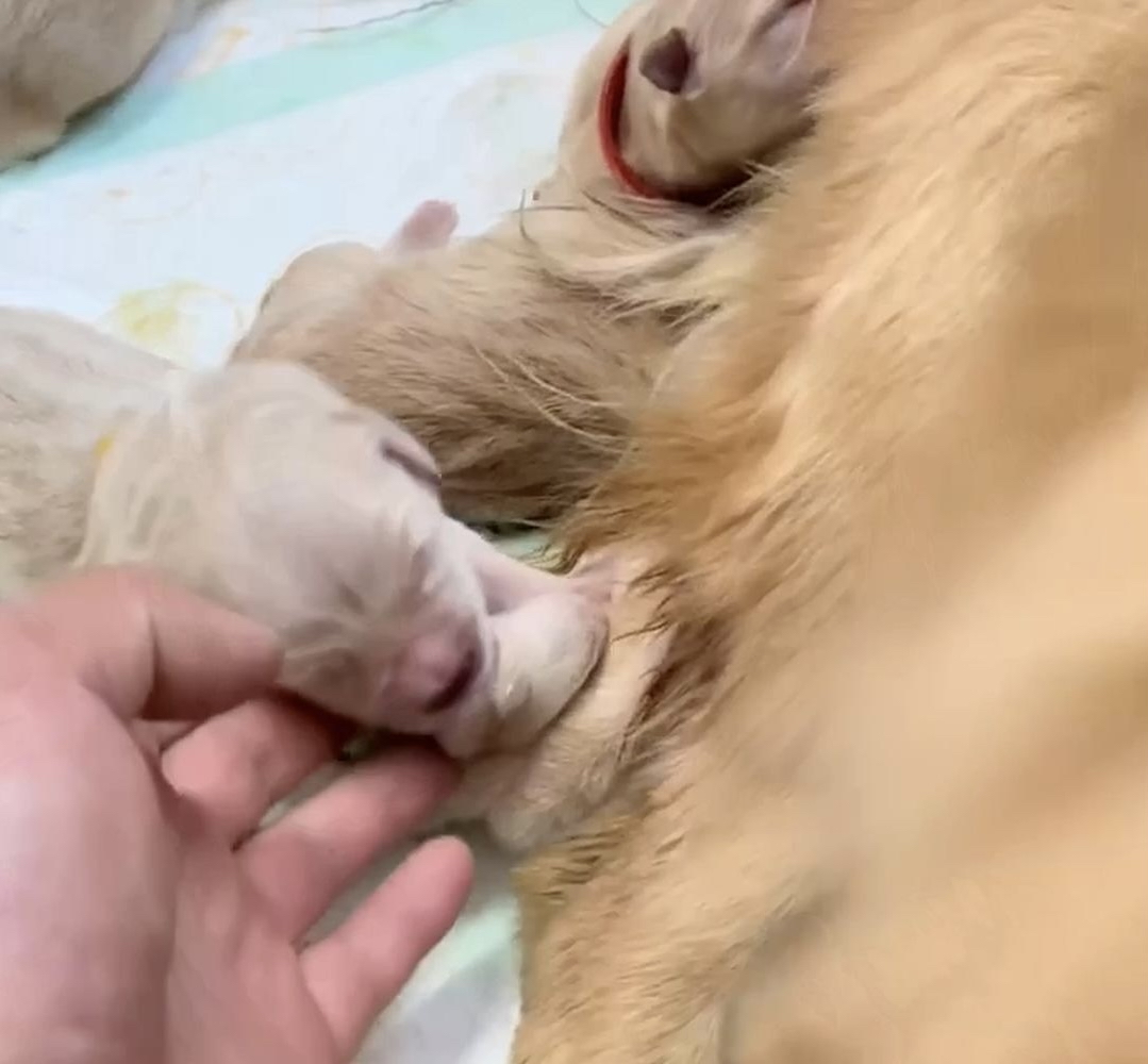 AshleyMcfalpif's tweet photo. Mi cachorro de 3 meses pasó de morder todo a dormir en mis brazos, cada día de crecimiento es un regalo! https://t.co/yuxch7xfVJ