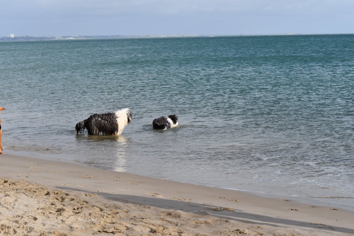 Jockenna's tweet photo. Wee Mollies one and only venture into the sea. She was being encouraged by the big Sheepdog, unfortunately I had to go in and save her. She has never been back in since https://t.co/MapDwQIhmX