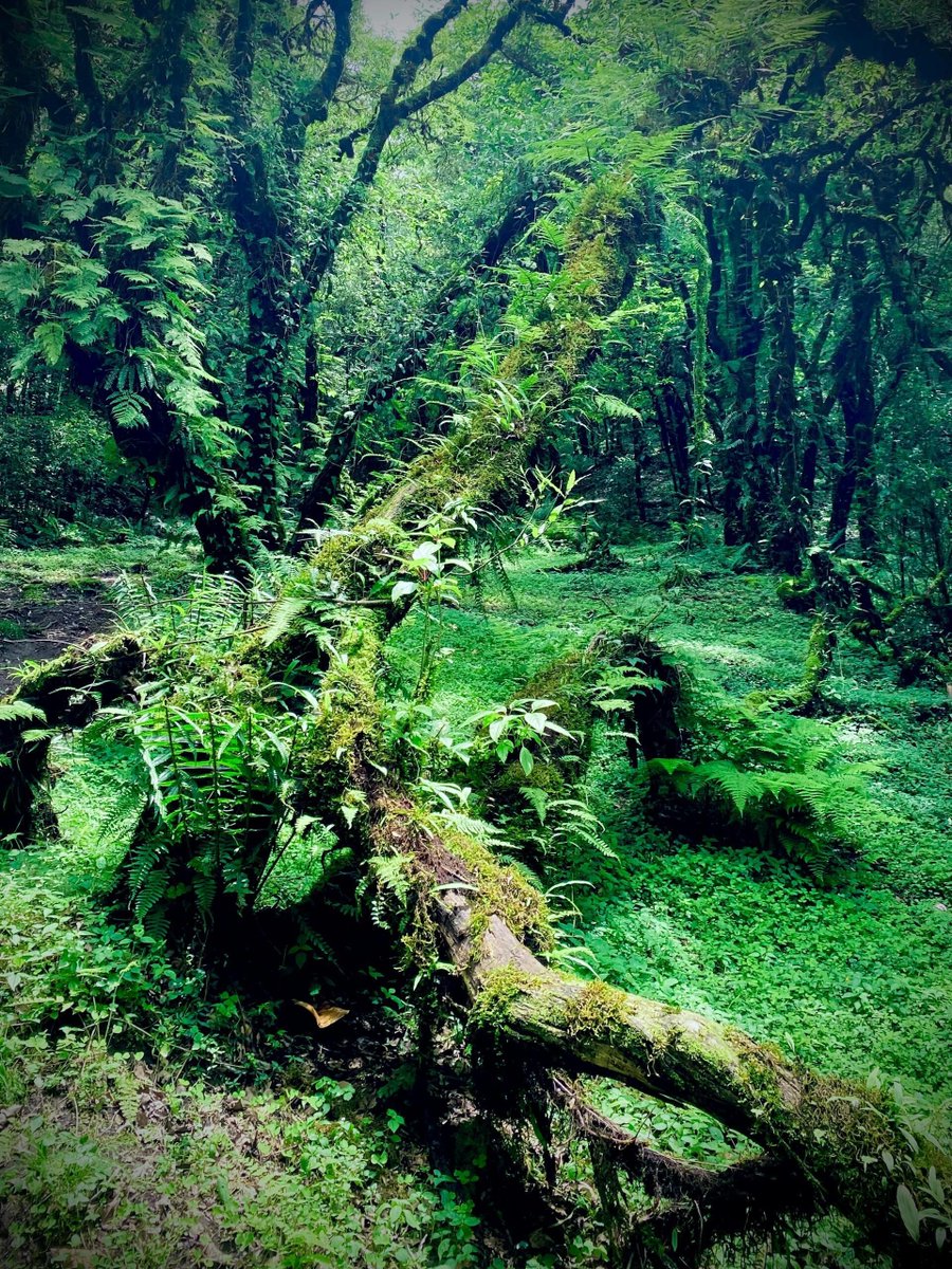 EmelineStutj's tweet photo. Probando una app de meditación con realidad aumentada! Ver paisajes tranquilos que cambian mientras respiro – nueva forma de desconectar del estrés diario ♂， https://t.co/MhU4I7ni9Z