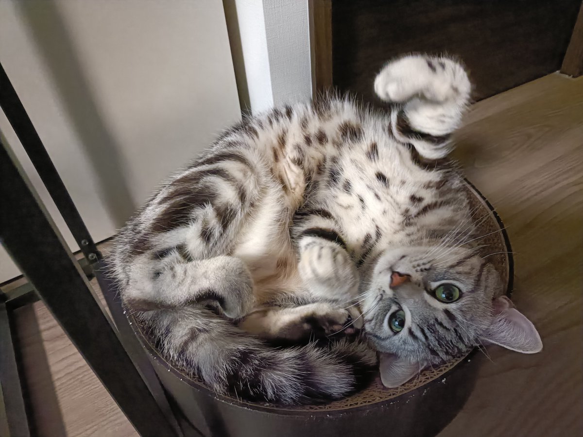 pino_notes's tweet photo. ピノの撫で方
①撫でてほしそうに見てきます
②撫でようとすると抵抗してきます
③構わず撫でるとトロけます
#猫のいる暮らし
#猫好きさんと繋がりたい https://t.co/Dm6RWZl5bo
