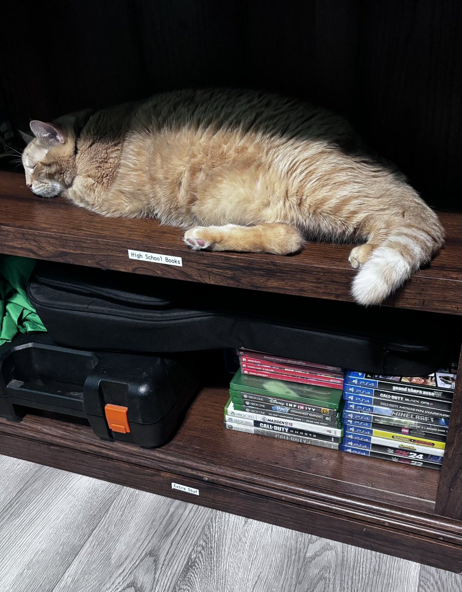 Billy_Floridash's tweet photo. My Cat Chilling I guess https://t.co/5j9GEHXj6i