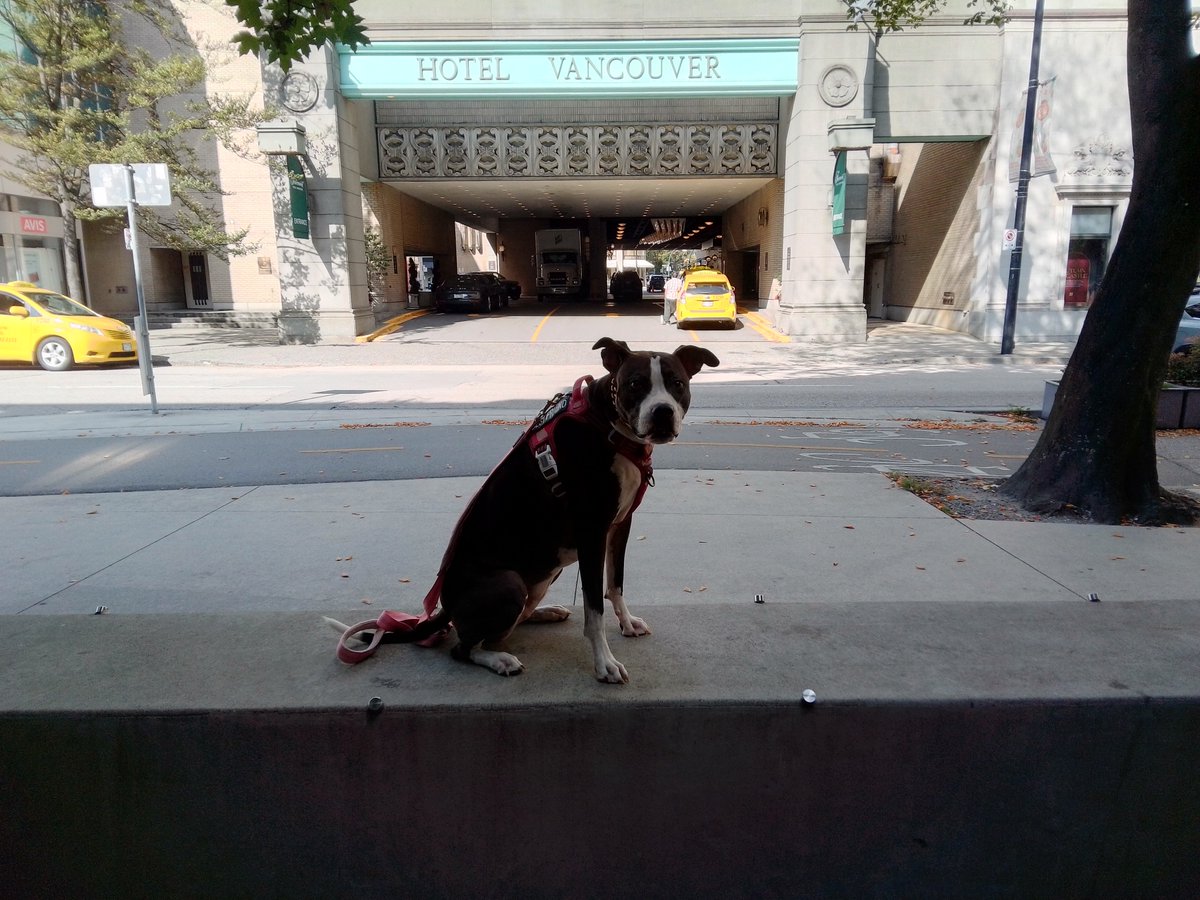 LebrockTony's tweet photo. 🐾Riley Giving Tourist¡🐾💙😎🐕👑
#hotelvancouver #touristtuesday 
#pittrageous #dogphotography #pitipiti #doghelper #cutedogs https://t.co/TZUOn7mmTv
