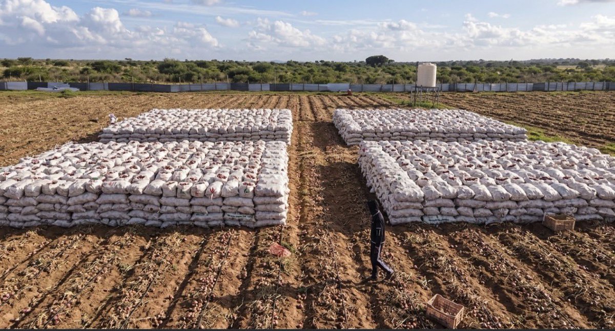 musse408's tweet photo. In the middle of 2026, we planted 5 hectares of red onions using modern agricultural technology, producing 60 tons of red onions. 🧅🚜🇸🇴

Onions are a daily essential in almost every Somali household. In Mogadishu, they are sold at around $0.50 per kg, making onion production an important opportunity for local farmers and food security. 🧅🇸🇴

#NewSomalia #SomaliFarming #Agriculture #RedOnion #FoodSecurity