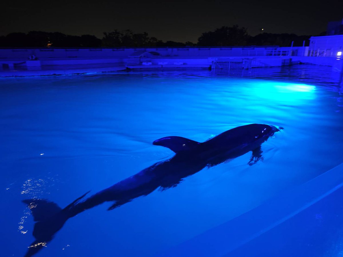 kawakenka's tweet photo. 昨日、家族で夜の水族館に行ってきた。
めちゃくちゃよかった。

そんで色々考えることがあったから
少し長くなるけど書いていこうと思う。

生き方についての話。

娘と魚を見て、家族でご飯を食べて、ゆっくり帰る。

こういう時間を過ごすたびに、

「俺は何のために働いてるんだろう」

って改めて考える。

今の俺はフルオンラインで働いていて、
基本的に毎日家族と一緒にご飯を食べる。
将来についても、ありがたいことに今すぐ大きな不安を感じる状態ではない。

理想だった場所に家を買って、
家自体は小さいけど、広いベランダから景色を見たり、春には家族で花見したりできる。

平日はワイフと毎日午後からデートで
カフェに行ったりドライブに出かけたりする。

でも、
これらは俺にとって「幸せそのもの」ではないんよね。

どうすれば自分たちが幸せに生きられるのか。

それをずっと考えて、
働き方や住む場所、お金の使い方を選んできた結果、
表面に出てきたものにすぎないと思ってる。

俺、実は国家資格の
キャリアコンサルタントを持ってる。

この資格を取る過程で、
キャリアについてかなり勉強したんだけど、
その中で俺自身の「生き方」の
捉え方もかなり変わった。

よくさ、
「自分らしく生きよう」って言うじゃん？

でも「自分らしさ」って、
めちゃくちゃフワッとしてる。

自分らしく生きたい。

じゃあ、
「あなたらしさって何？」
と聞かれると、意外と言葉にできない。

俺もずっとそうだった。
そんな中で、
「自分らしさ」を考える時に一番しっくりきたのが、

「自分の心が何に動くのか」

だったんだよね。

楽しい。
嬉しい。
ワクワクする。

だけじゃない。

腹が立つ。
悔しい。
モヤモヤする。
悲しい。

こういうマイナスの感情も含めて、
「なぜ自分はここで心が動いたんだろう？」

と考えてみる。

すると、その奥に自分が
大切にしているものが見えてくる。

家族との時間を邪魔されると嫌なのは、
俺にとって「家族」が大切だから。
自分で働き方を決められないことにモヤモヤするなら、
「自由」や「自己決定」を大切にしているのかもしれない。
誰かが挑戦している姿を見てワクワクするなら、
「成長」や「挑戦」を大切にしているのかもしれない。

感情って自分の価値観を教えてくれるセンサーなんよね。

ビジネスでは、
「感情的になるな」
と言われることもある。
もちろん感情のまま相手を傷つけたり、
衝動的に行動したりするのは違う。

でも、感情が生まれることと、
感情のまま行動することは別。

感情そのものを否定する必要はない。

むしろ、

「なぜ俺は今こんな気持ちになった？」とか
「なんでここでモヤっとするんだろ？」

と向き合った方が、
自分が何を大切にしているのかが分かる。

そして、
自分の価値観が分かってくると、
働き方や生き方の選び方も変わってくる。

これは副業も同じ。
月5万円。
月10万円。
月30万円。
俺の場合は副業で最大80万円までいった。
（本業と家族でのビジネス合わせるともっとだけど）

もちろん収入が増えることはありがたい。
お金で解決できることもたくさんある。

でも、
「何のために稼ぐのか」が
抜けたまま数字だけ追い続けても、
苦しさはなくならない。

実際、俺自身も副業で収入が増えたのに、
家族との時間が減ってしんどくなった時期があった。

稼げるようになったのに、
自分が望んでいた人生から離れていった。

そこで改めて、
稼ぐことと、幸せになることは別なんだ
と実感した。

だから今は「もっと稼ぐには？」だけじゃなく、

「俺はどう生きたい？」
を先に考えるようにしてる。

家族と毎日ご飯を食べたい。
娘が「行きたい」と言った
場所に行ける余白を持ちたい。

自分が面白いと思う仕事をしたい。
この自分が面白いと思う仕事ができるか。
これ自分の中でめちゃくちゃ大事なんだよね。

振り返ってみると、
俺が今まで夢中になってきた仕事って結構分かりやすい。

・大人が夢を語るプレゼン大会を主催
・子どものビジネス体験を作った
・娘とビジネスコンテストに参加した
・企業や行政を巻き込んでプロジェクトを作った
・夢を掲げた写真を集めてギネス世界記録
・モザイクアートをフランスで展示した
・オンラインフリースクールの立ち上げ
・子どもの夢を引き出す活動をしてきた

バラバラに見えるけど、
俺の中では結構つながってる。

人が自分の可能性に気づいたり、
「やってみたい」が生まれたりする瞬間が
好きなんだと。そこに俺の心が動く。

だから仕事としても続けたい。

一方で、
大切な人との時間を仕事を理由に諦めたくない。
このバランスには長年めちゃくちゃ悩んできた。

多分、家族がいなかったら、
ひたすら仕事して全国を飛び回ってると思う。

でも今は、
心から面白いと思えることをやりながら、
基本的には午前中に仕事をする生き方を選んでる。

どちらかを諦めたというより、

「俺は何を大切にしたいのか」を考え続けた結果、今の形になった。

お金から人生を考えるんじゃなくて、
生きたい人生から、必要なお金と働き方を考える。

昨日、夜の水族館で楽しそうにしている家族を見ながら、改めてそんなことを思った。

自分らしく生きるって、
特別な何かになることじゃない。

自分の心が動く瞬間をちゃんと拾って、
そこにある価値観を知って、
その価値観に沿った選択を一つずつ増やしていく。

結局これなんじゃないかなと思ってる。思う。

最後全然この話に関係ないけど
ペンギンってカップルでくっついて寝るんだって。
可愛すぎない？