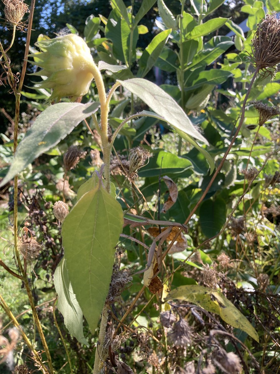 cozyrobot's tweet photo. find the praying mantises!🔍👀 https://t.co/An6mmff0Ze