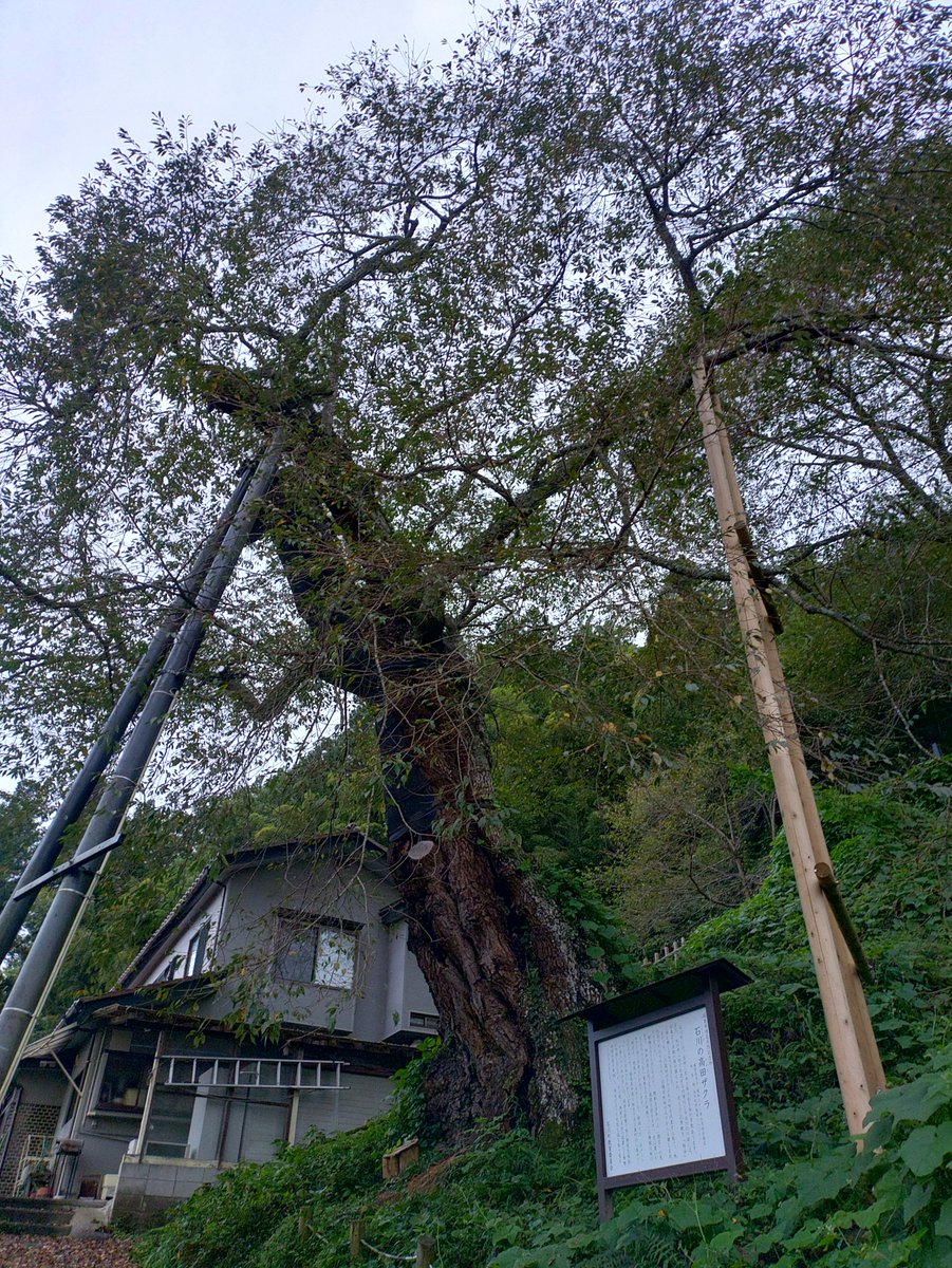 furesukuST's tweet photo. 今朝の高田桜…(⁠θ⁠‿⁠θ⁠)
曇り空…1日雲が優勢の天気…気温は上がらないようですね
さて…
職場の先輩より大量にいただいたおでんを食す…👍
おでんが美味しい時期になりましたねぇ…秋ですな…😌
#空ネット
#イマソラ
#福島
#石川町 https://t.co/R8juCAwJTX