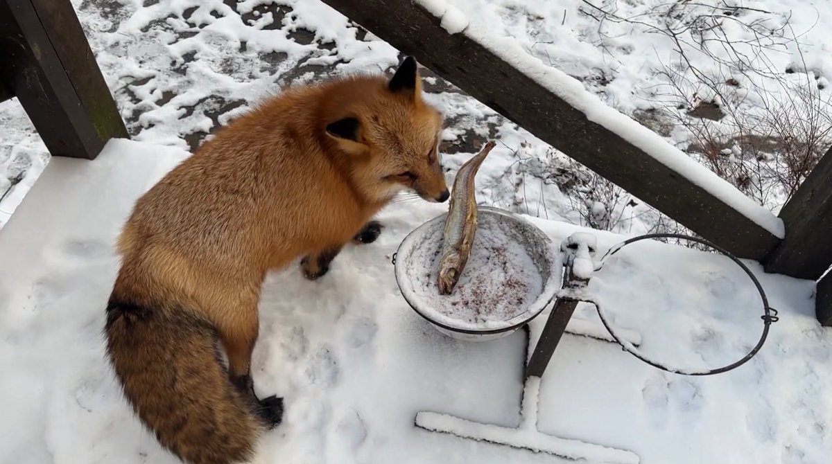 ymmugiwik's tweet photo. Alice the fox is offered an entire fish but she doesn't want it.

See ALT for channel link https://t.co/STc9B7TlJj