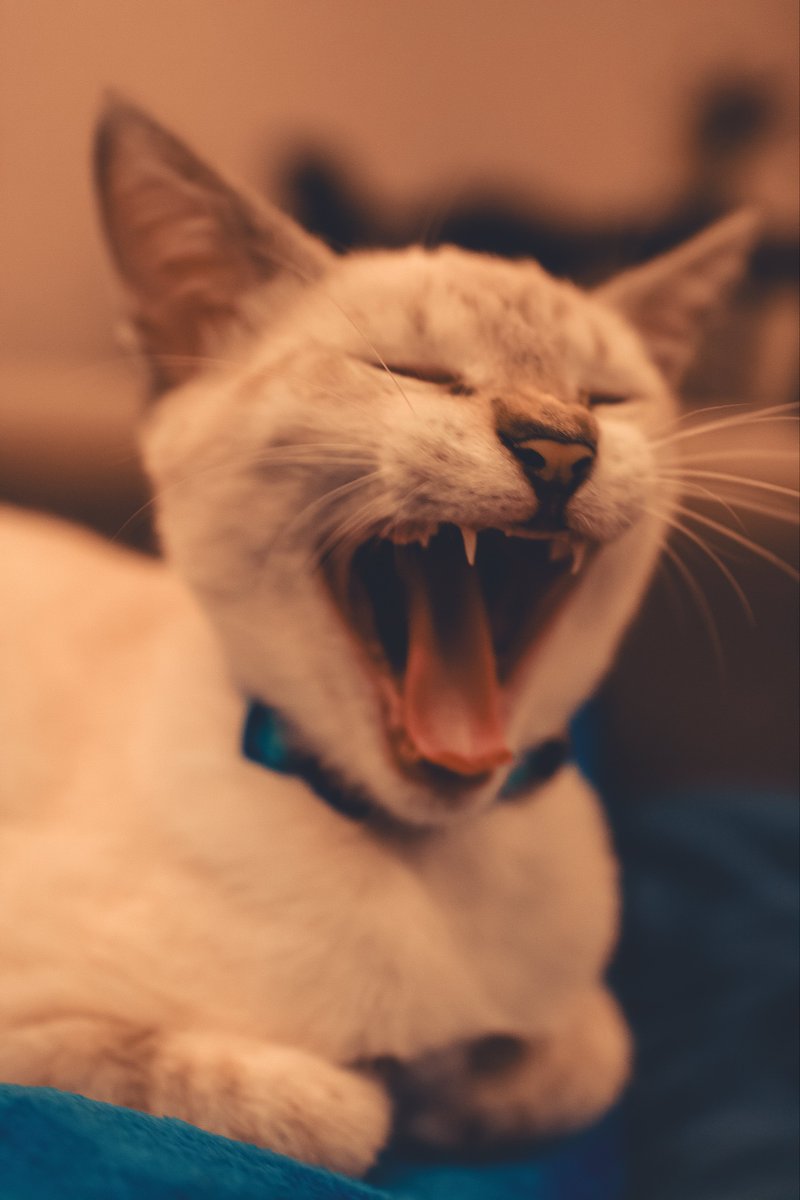 loficatnip's tweet photo. Eu gosto dessa do Linguiça. (O nome dele não combina com a foto mas combina com a aura) https://t.co/gbBDTpE5CD