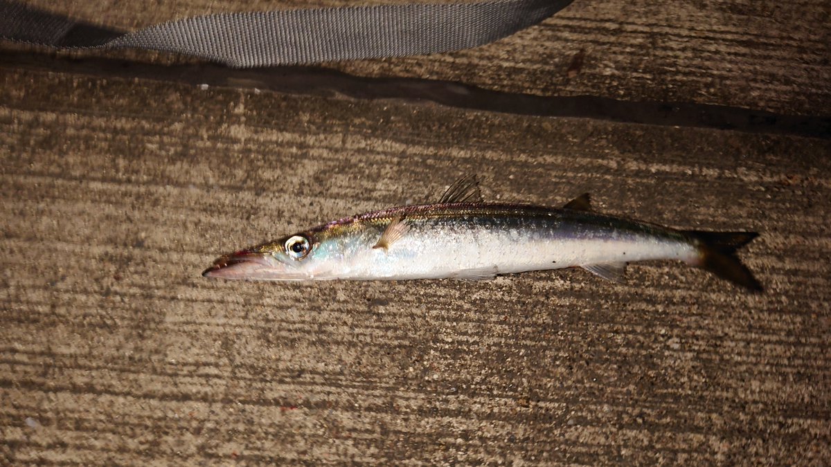 oga_keisu's tweet photo. カマスも2匹釣れ、豆アジも20匹弱は釣れたのであった。 https://t.co/qnP74Qs5la