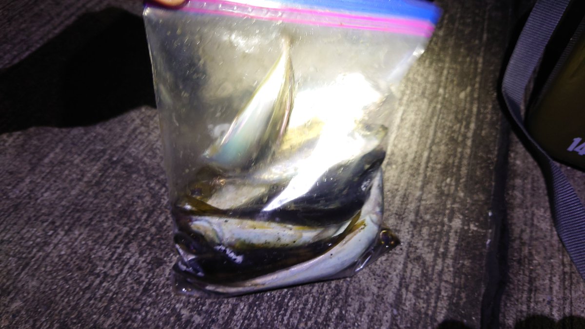 oga_keisu's tweet photo. カマスも2匹釣れ、豆アジも20匹弱は釣れたのであった。 https://t.co/qnP74Qs5la