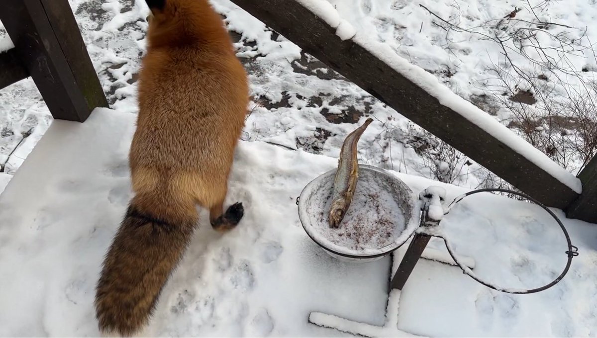 ymmugiwik's tweet photo. Alice the fox is offered an entire fish but she doesn't want it.

See ALT for channel link https://t.co/STc9B7TlJj