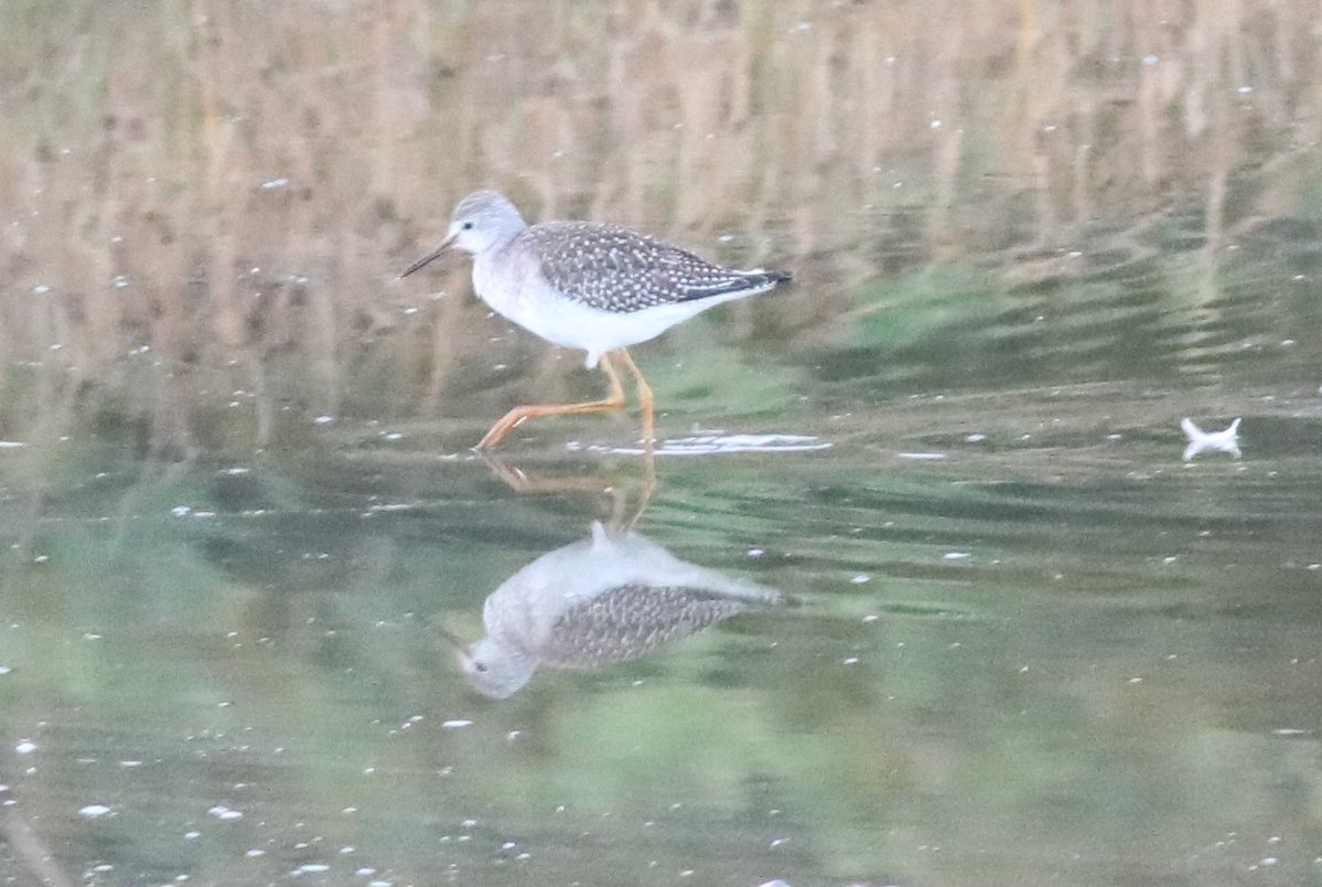 JamesDa89890393's tweet photo. Cropped record shots of the Lesser Yellowlegs at the Splodge Manningtree/Cattawade in the early morning light today. I checked my records and it's my first since the 2016 bird at the Hythe Lagoons @EssexBirdNews https://t.co/vENIpEHWte
