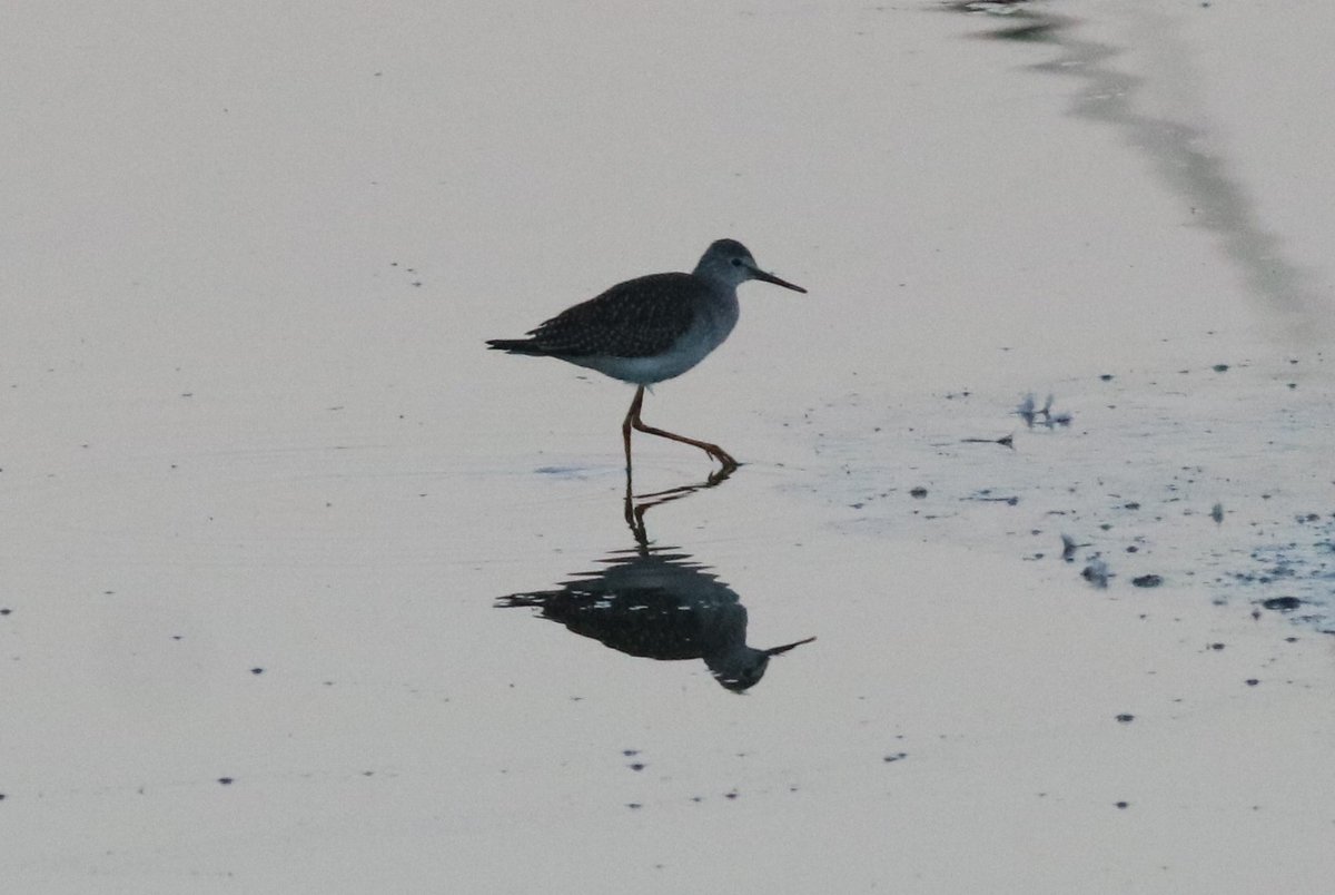 JamesDa89890393's tweet photo. Cropped record shots of the Lesser Yellowlegs at the Splodge Manningtree/Cattawade in the early morning light today. I checked my records and it's my first since the 2016 bird at the Hythe Lagoons @EssexBirdNews https://t.co/vENIpEHWte