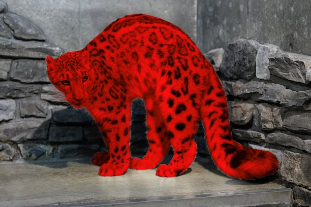 pawpflash's tweet photo. she is red for a very mysterious reason https://t.co/qo829ngkqN