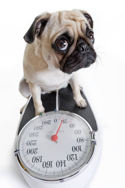 KristynLit5s44's tweet photo. 日光の洞窟をカピバラが悠々と泳ぐ。 https://t.co/77w7mnRzSG